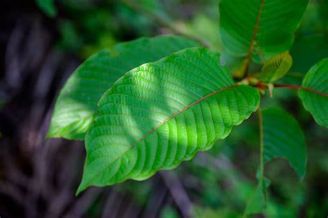 kratom extract