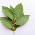 high quality green malay kratom