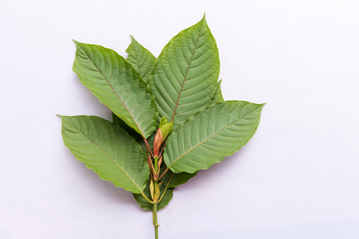 Opening the Potential of Green Malay Kratom: The Value of Quality